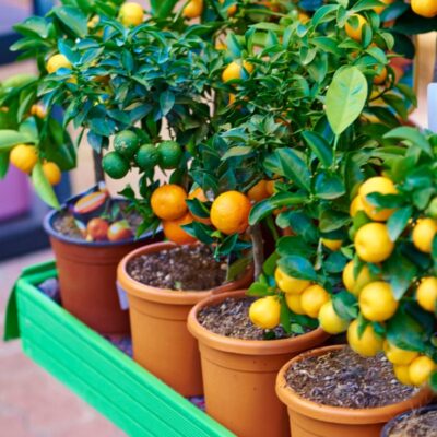 FRUIT PLANT FERTILIZER ফলের গাছের জৈব সার 1KG