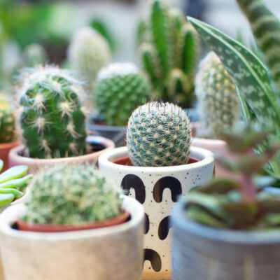 Cactus and Succulent Media