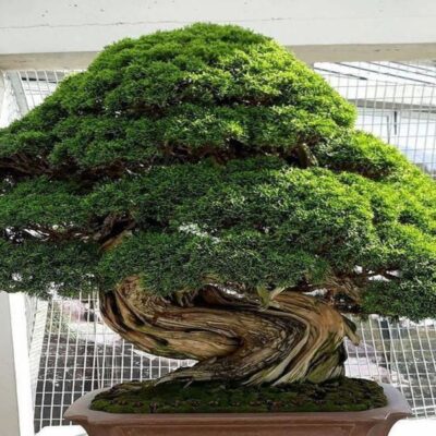বনসাই মিডিয়া Bonsai Media