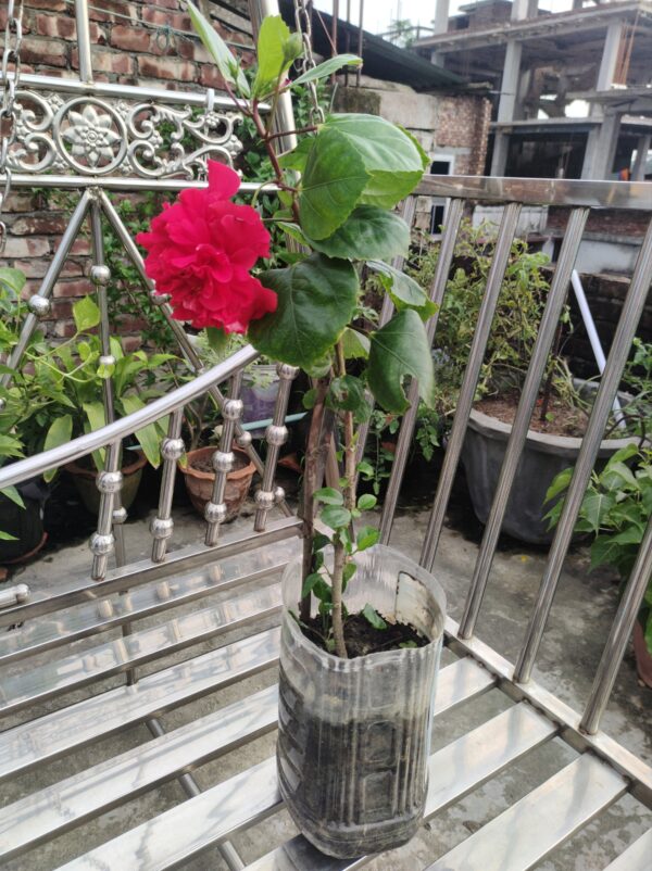 জবা - Image 2