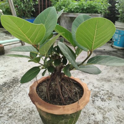 বটগাছ