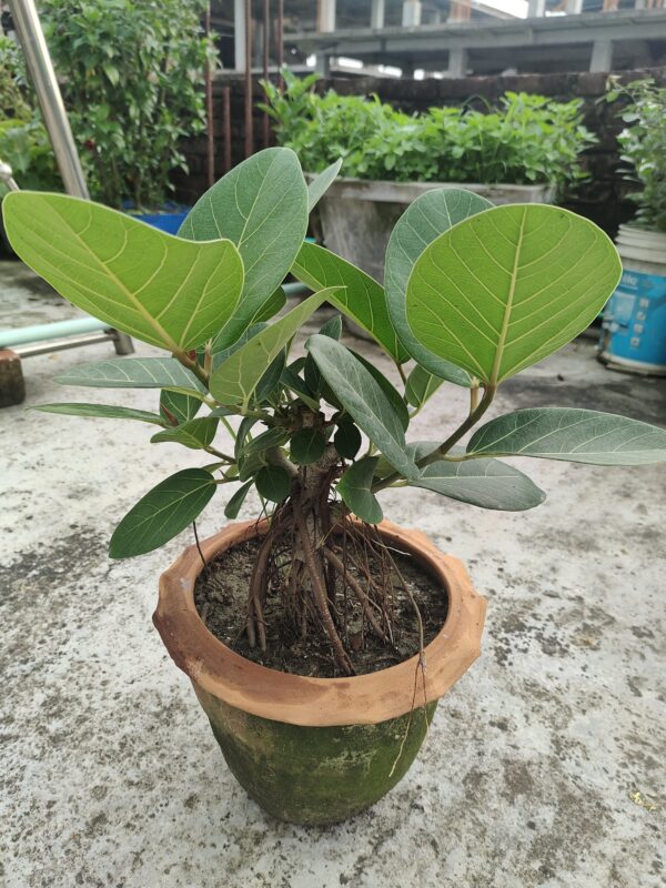 বটগাছ