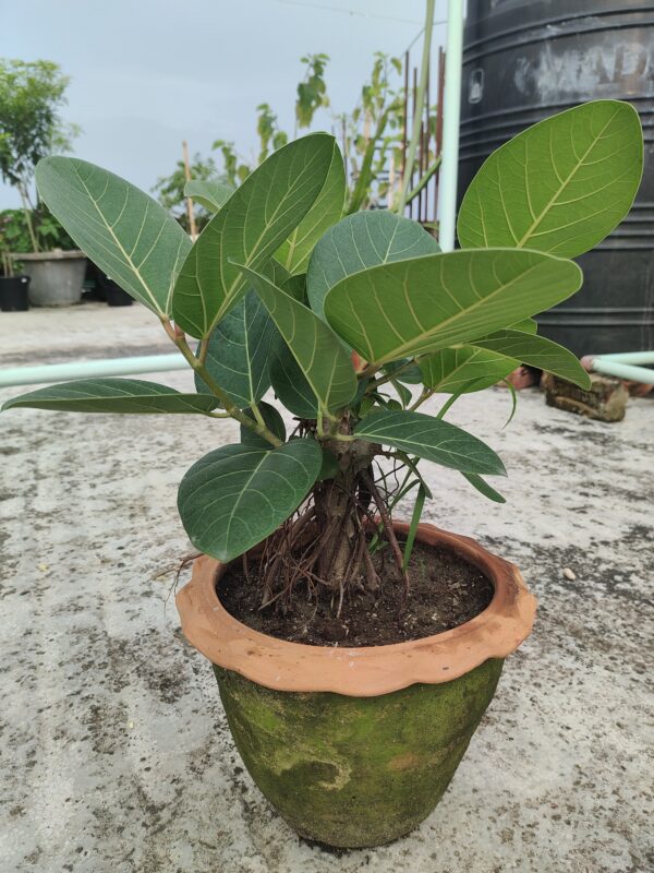 বটগাছ - Image 2