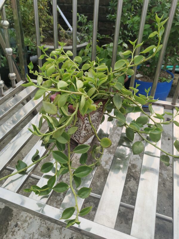 মোম গাছ wax plant - Image 2
