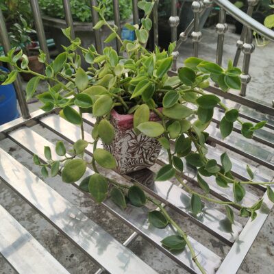 মোম গাছ wax plant