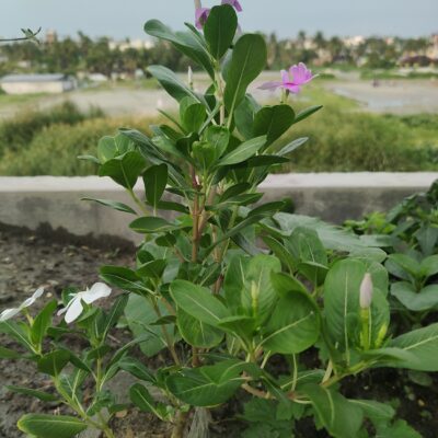 নয়ন তারা