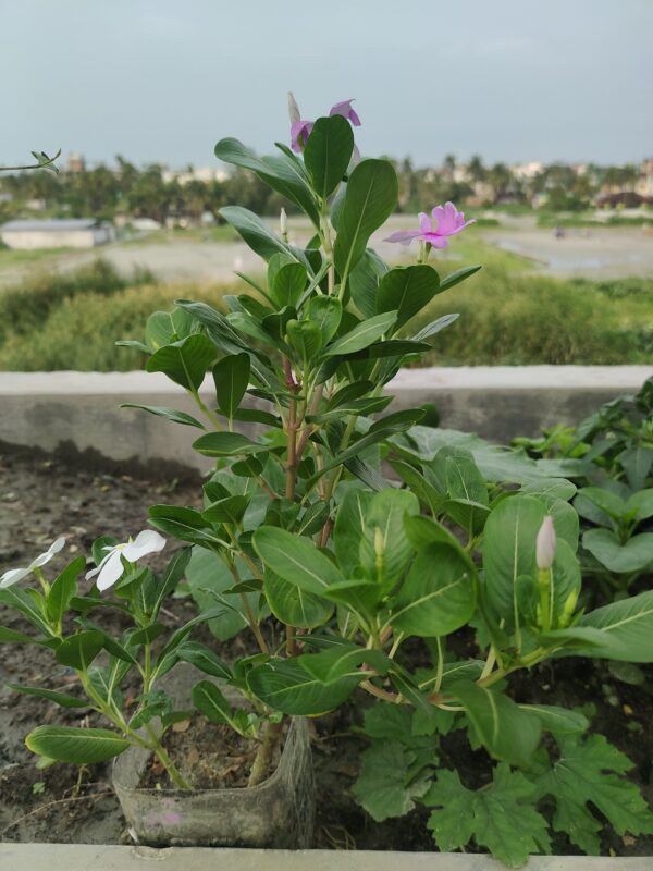 নয়ন তারা