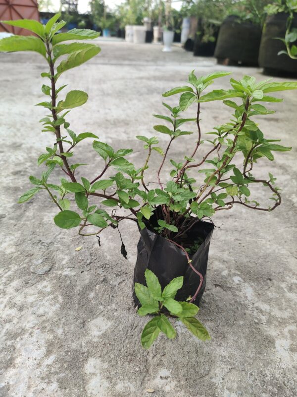 পুদিনা - Image 2