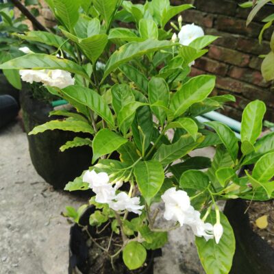 টগর