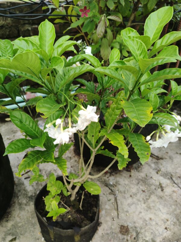 টগর - Image 2