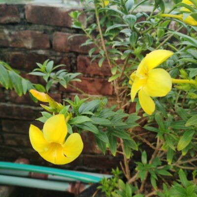 অলকানন্দা