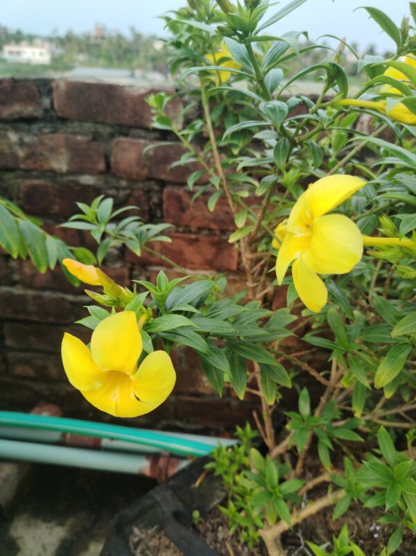 অলকানন্দা