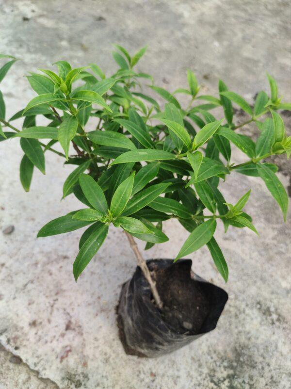 অলকানন্দা - Image 2