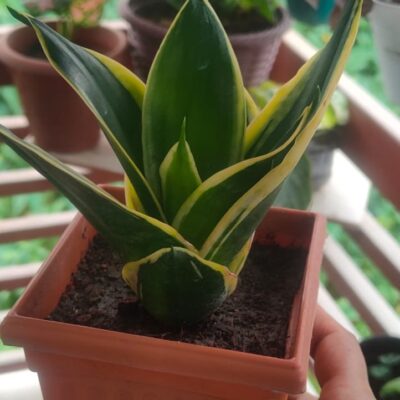 স্নেক প্লান্ট snake plant