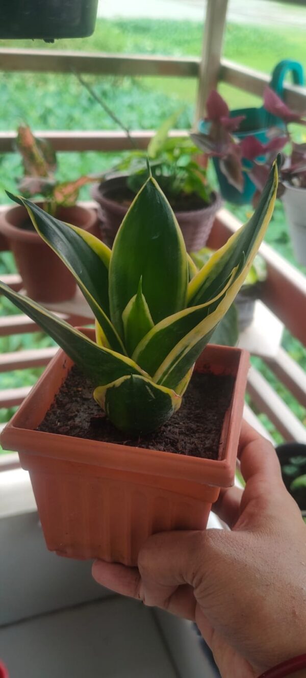 স্নেক প্লান্ট snake plant