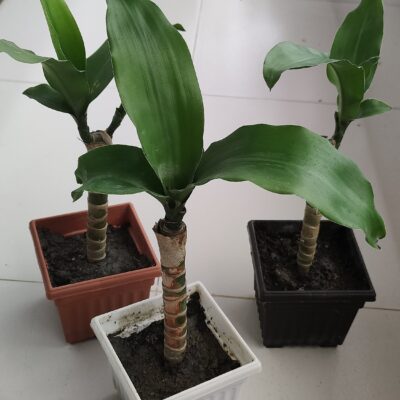 Corn Plant - Dracaena Fragrans
