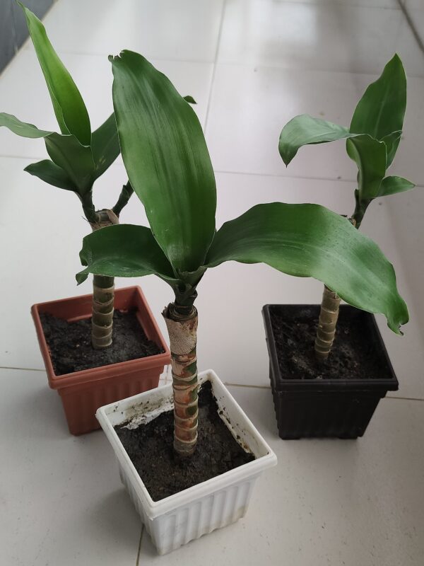 Corn Plant - Dracaena Fragrans