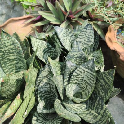 snake plant স্নেক প্লান্ট