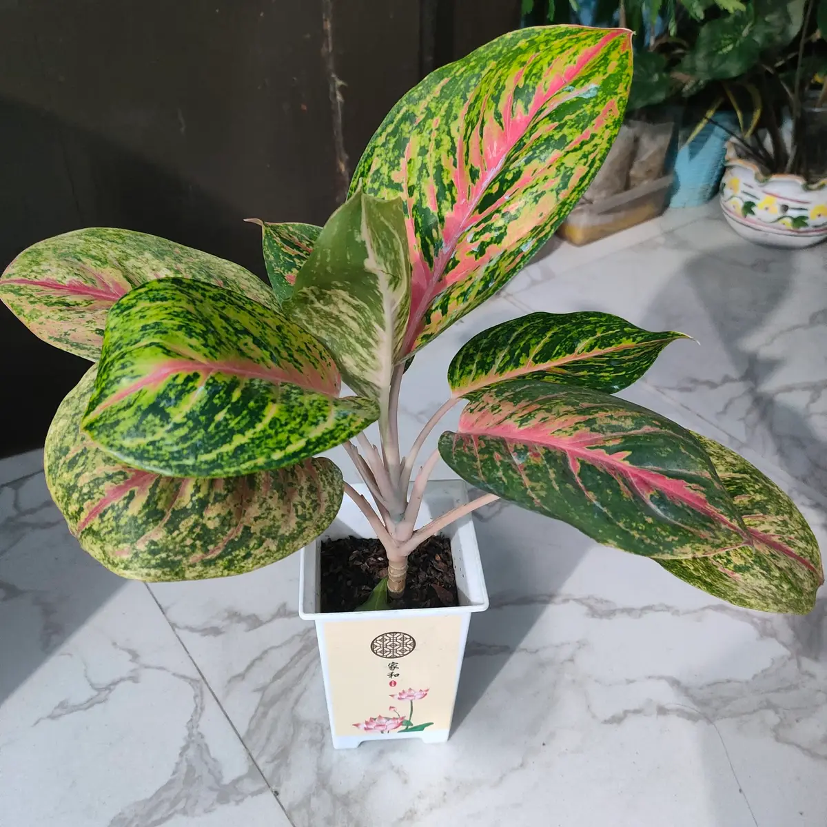 এগনোলিমা (Aglaonema) থাই টব সহ
