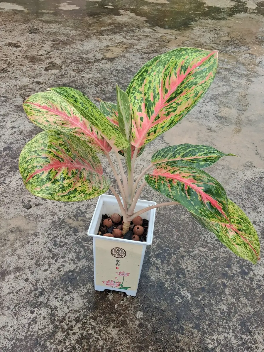 এগনোলিমা (Aglaonema) থাই টব সহ - Image 2