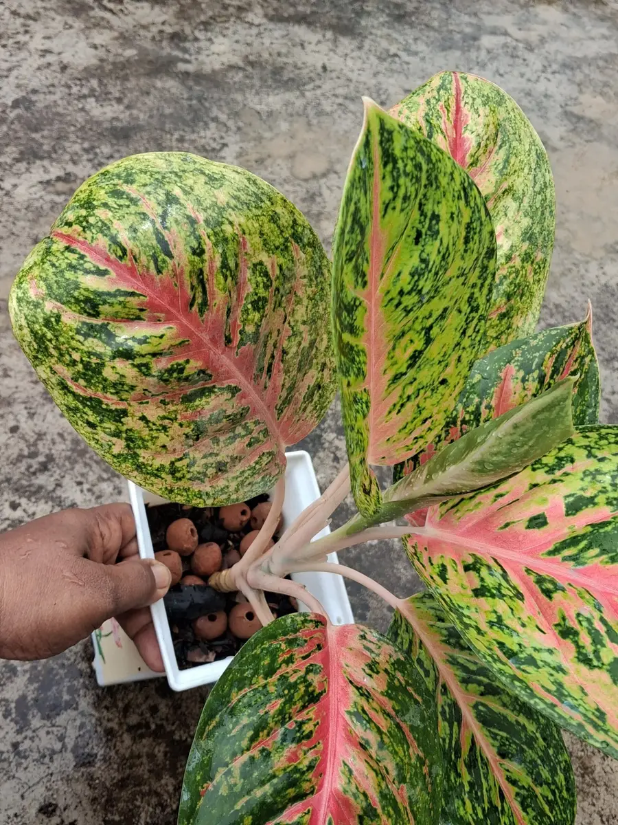 এগনোলিমা (Aglaonema) থাই টব সহ - Image 3