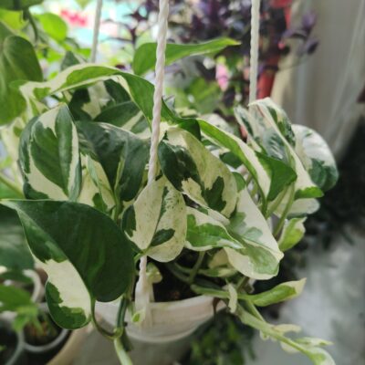 এনজয় পোথস (Enjoy Pothos)