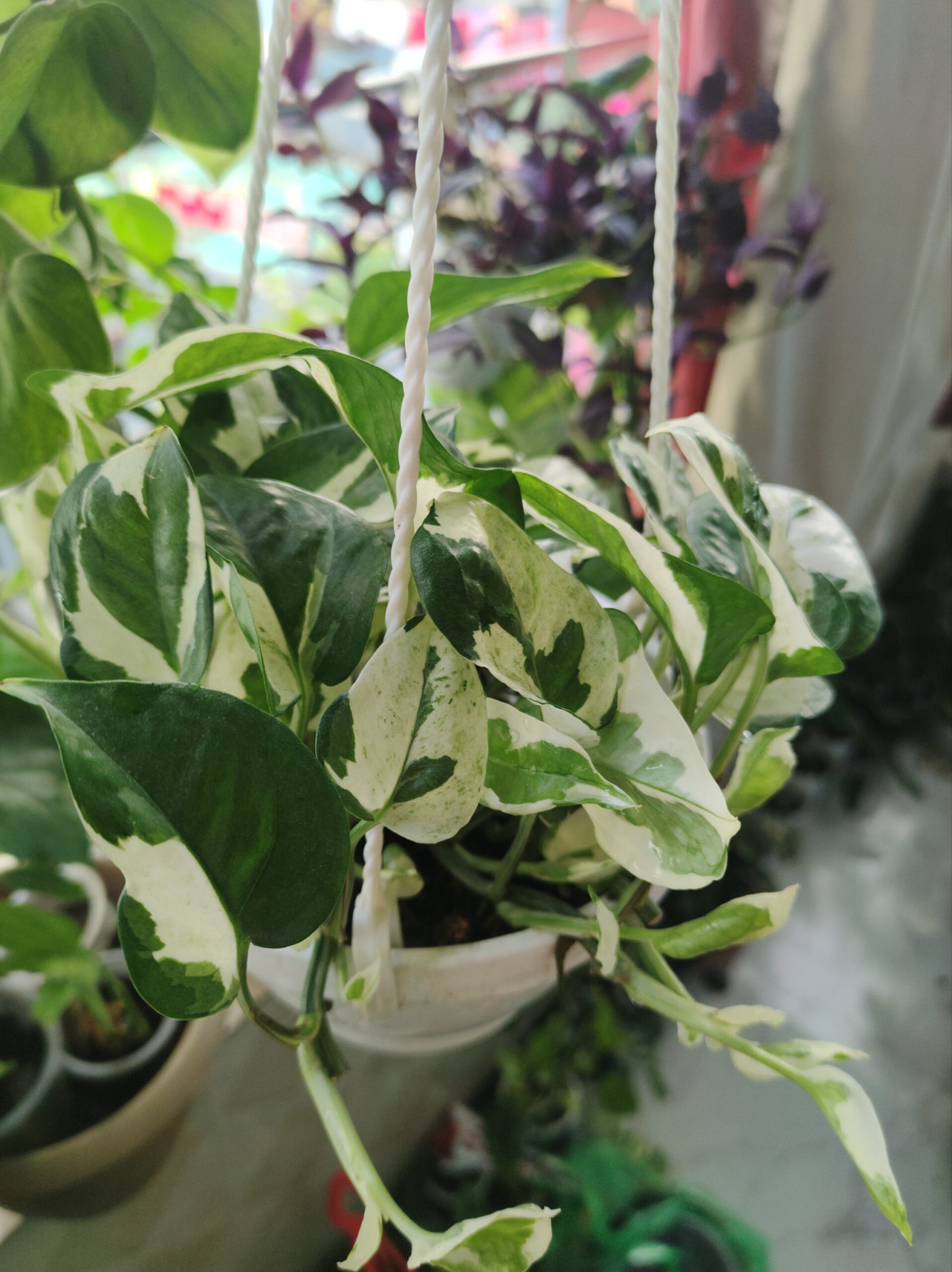 এনজয় পোথস (Enjoy Pothos)