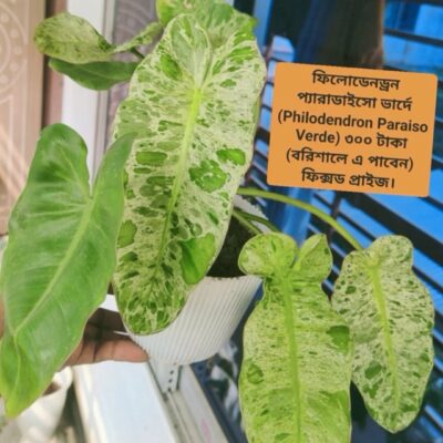 ফিলোডেনড্রন প্যারাডাইসো ভার্দে (Philodendron Paraiso Verde)