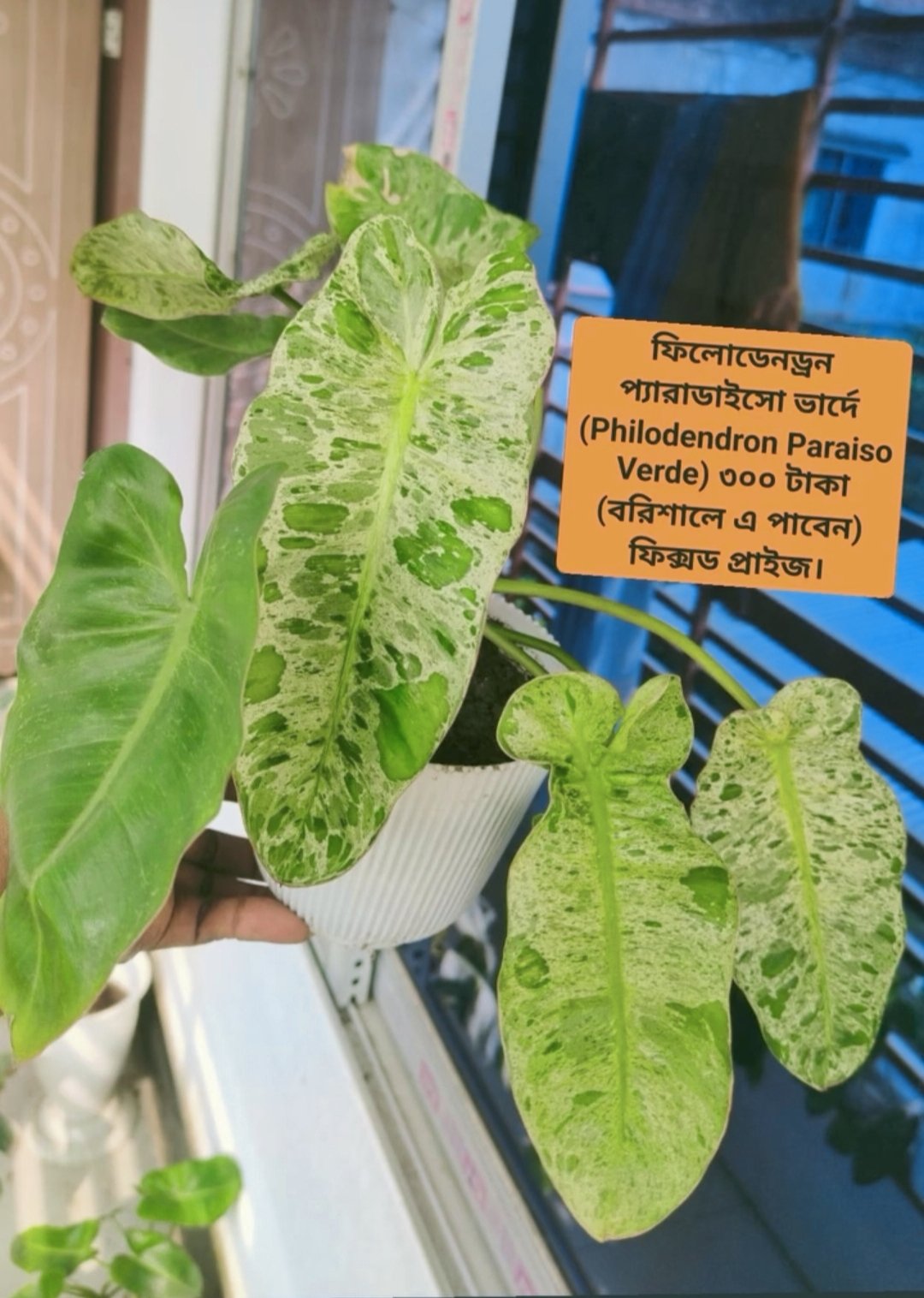 ফিলোডেনড্রন প্যারাডাইসো ভার্দে (Philodendron Paraiso Verde)