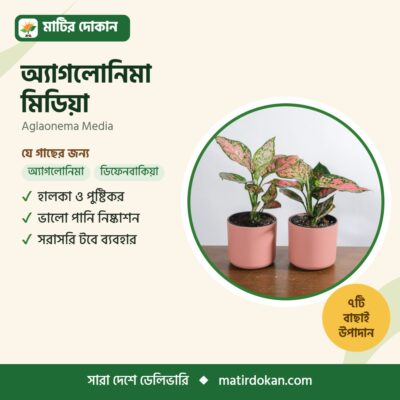 অ্যাগলোনিমা মিডিয়া