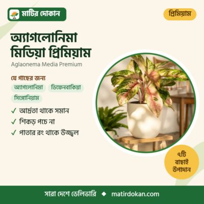 অ্যাগলোনিমা মিডিয়া প্রিমিয়াম