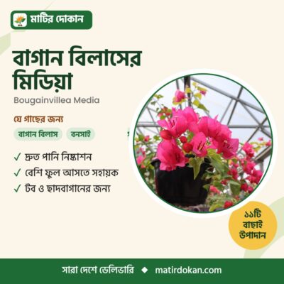 বাগান বিলাসের মিডিয়া