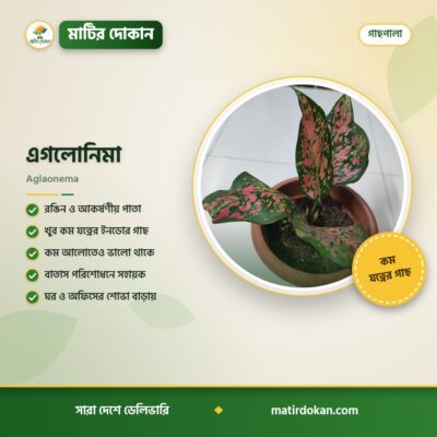 এগলোনিমা — ক্যাটালগ