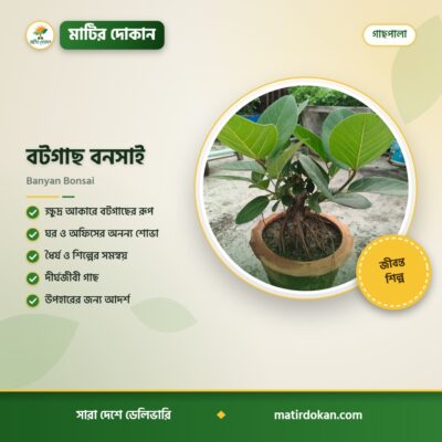 বটগাছ বনসাই — ক্যাটালগ