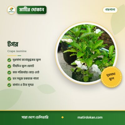 টগর — ক্যাটালগ