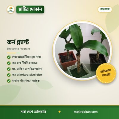 কর্ন প্ল্যান্ট — ক্যাটালগ