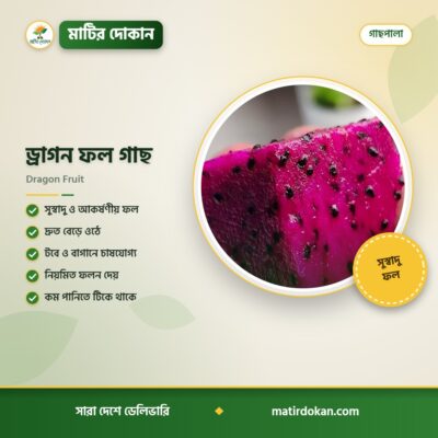 ড্রাগন ফল গাছ — ক্যাটালগ