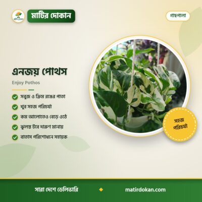 এনজয় পোথস — ক্যাটালগ