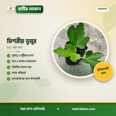 মিশরীয় ডুমুর — ক্যাটালগ