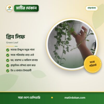 গ্রিন লিফ — ক্যাটালগ