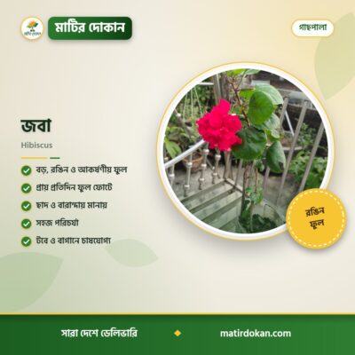 জবা — ক্যাটালগ