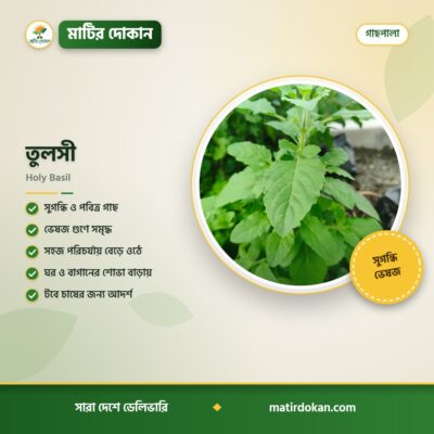 তুলসী — ক্যাটালগ