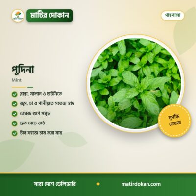 পুদিনা — ক্যাটালগ