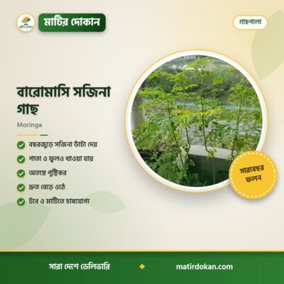 বারোমাসি সজিনা গাছ — ক্যাটালগ