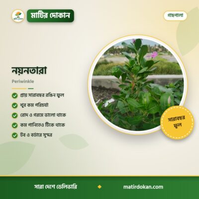 নয়নতারা — ক্যাটালগ