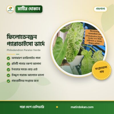 ফিলোডেনড্রন প্যারাডাইসো ভার্দে — ক্যাটালগ