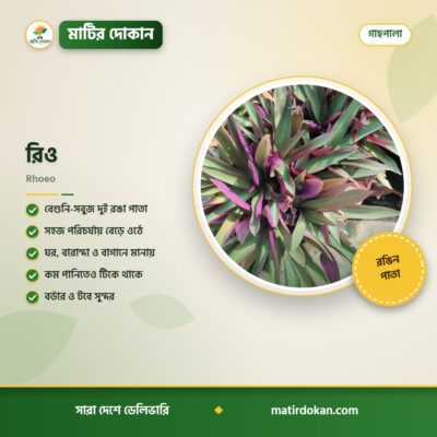 রিও — ক্যাটালগ