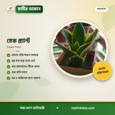 স্নেক প্ল্যান্ট — ক্যাটালগ