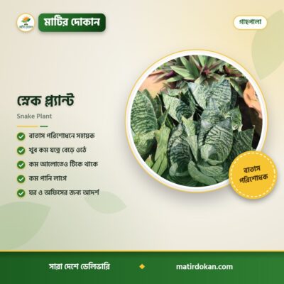 স্নেক প্ল্যান্ট — ক্যাটালগ