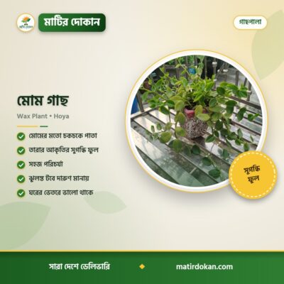 মোম গাছ — ক্যাটালগ